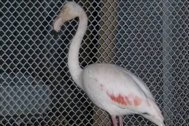 В киевском зоопарке появился необычный розовый фламинго