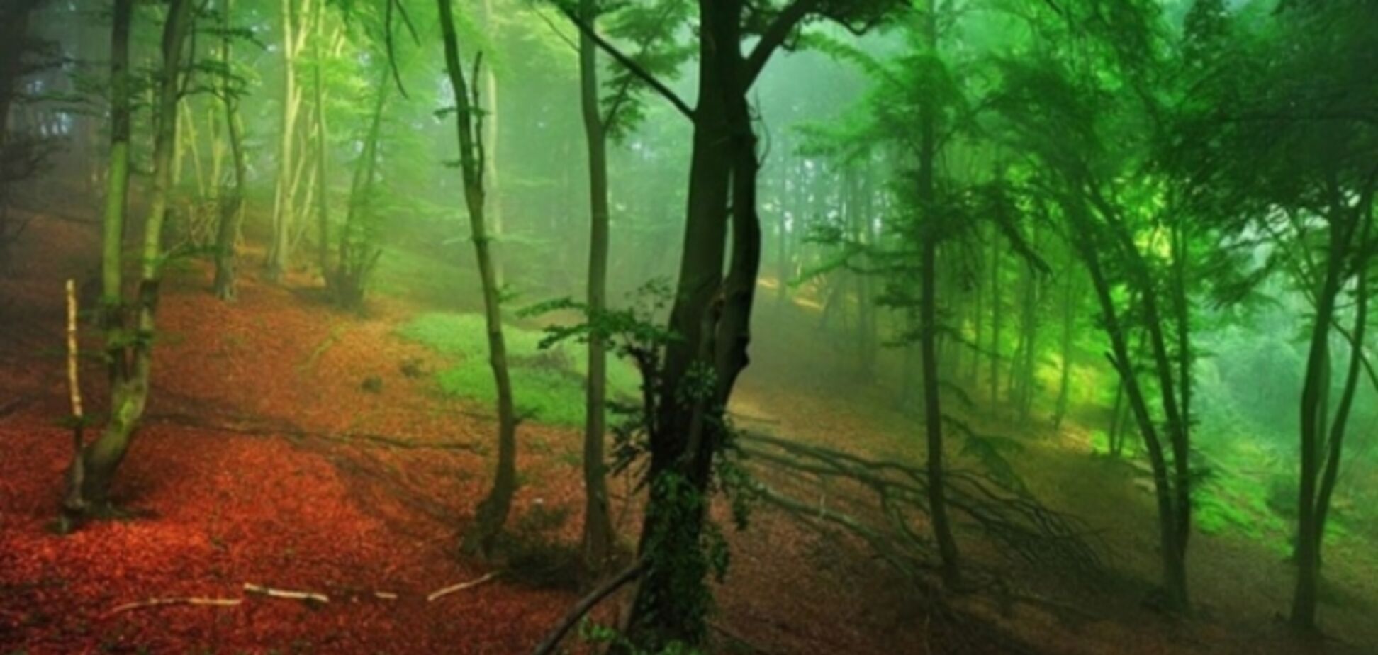 Призрачные леса Европы, которые похожи на сцены из сказок