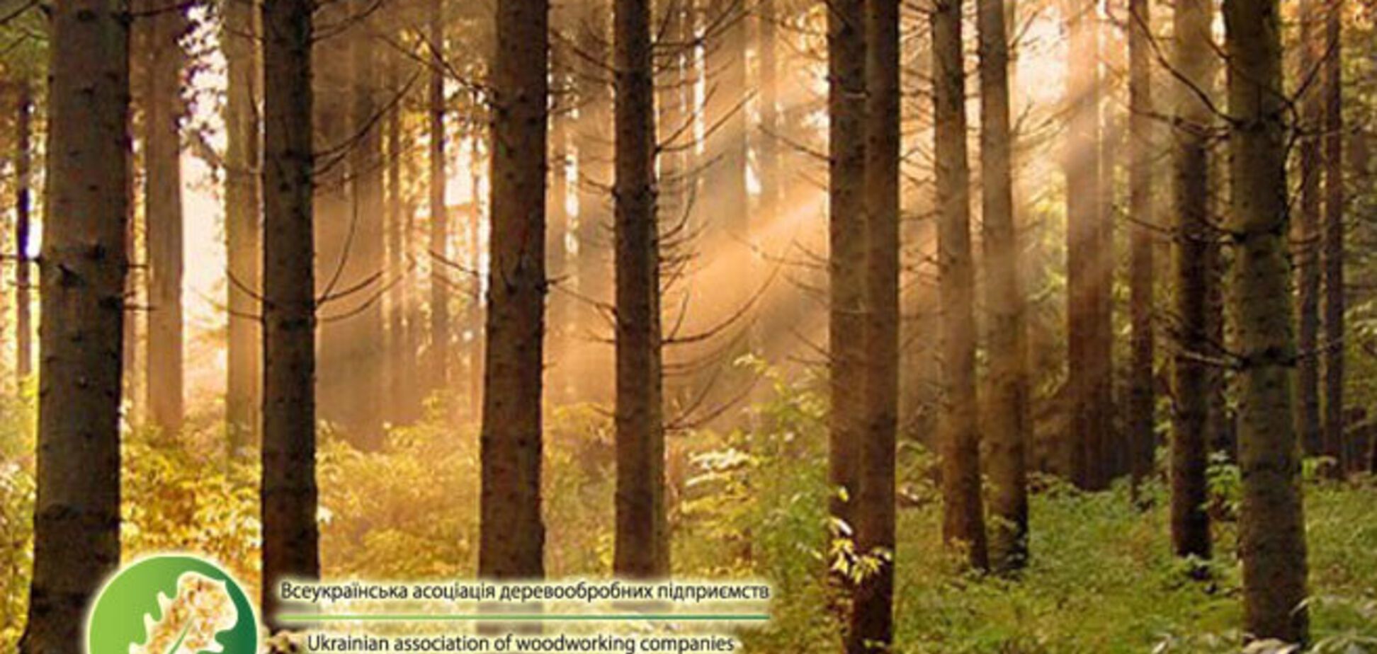 'Наследие Януковича'. Кто и почему уничтожает деревообрабатывающую промышленность