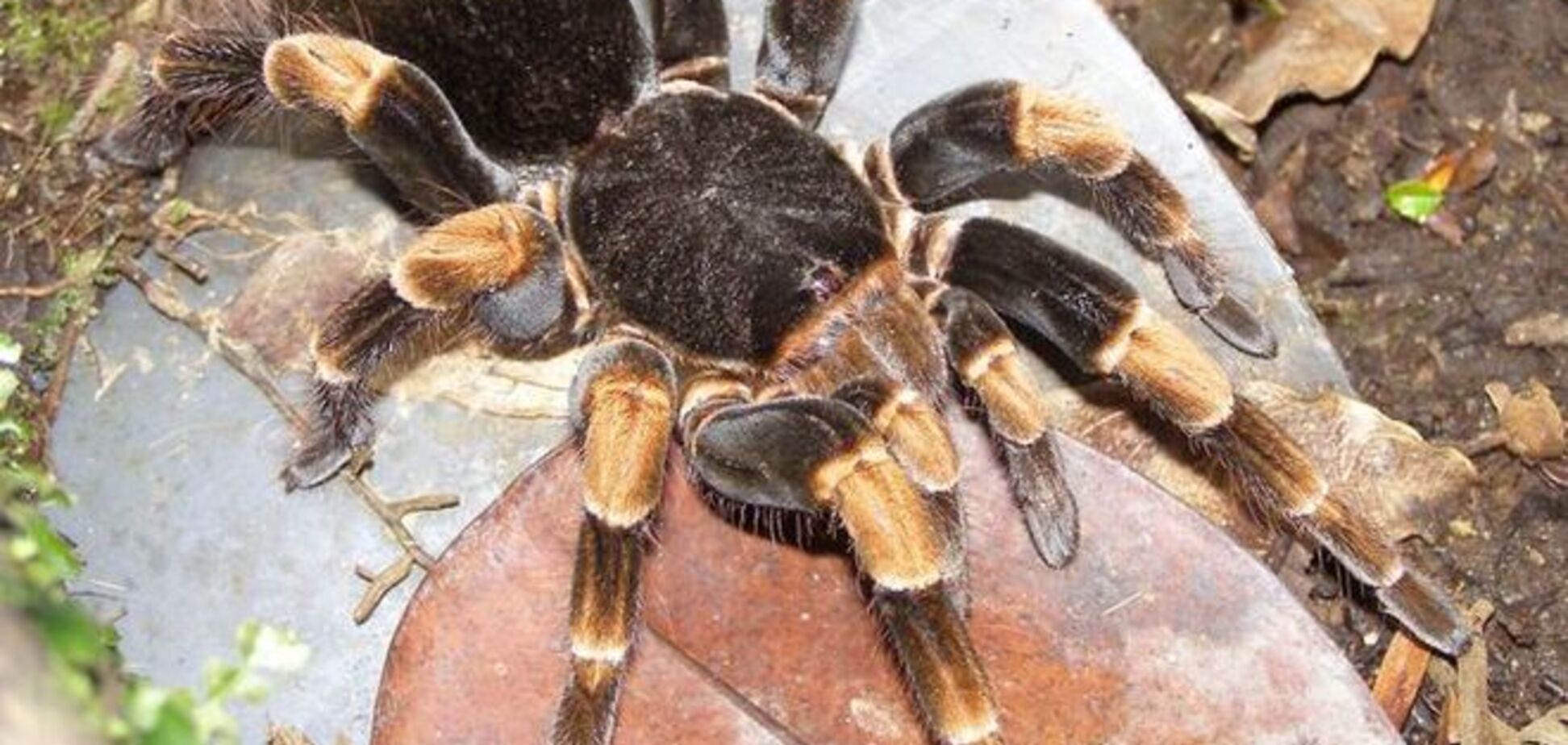 Новый вид пауков назван в честь легендарного Ленона