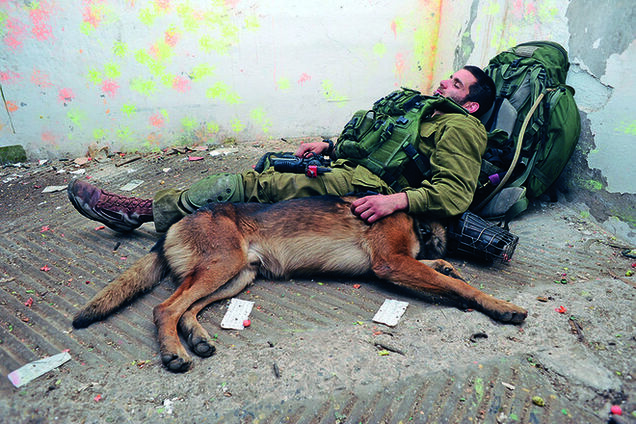 Собаки на войне: 30 фото, которые тронут вашу душу