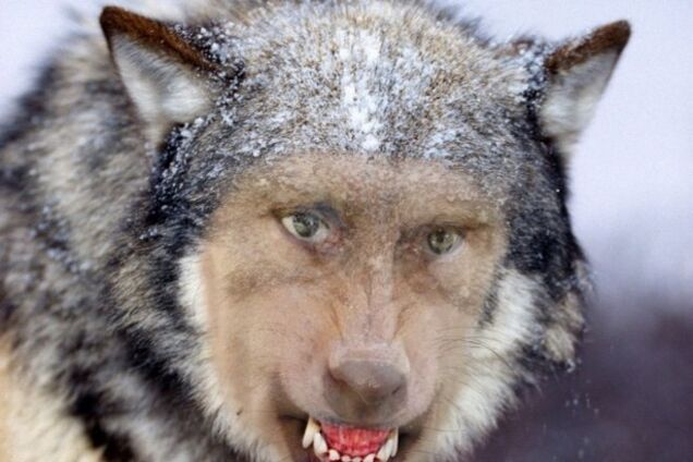 'Невинная овечка' Путин обиделся на 'нецивилизованный' Запад