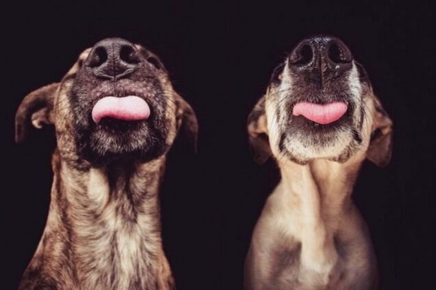 ТОП-20 самых удивительных и трогательных фактов о животных