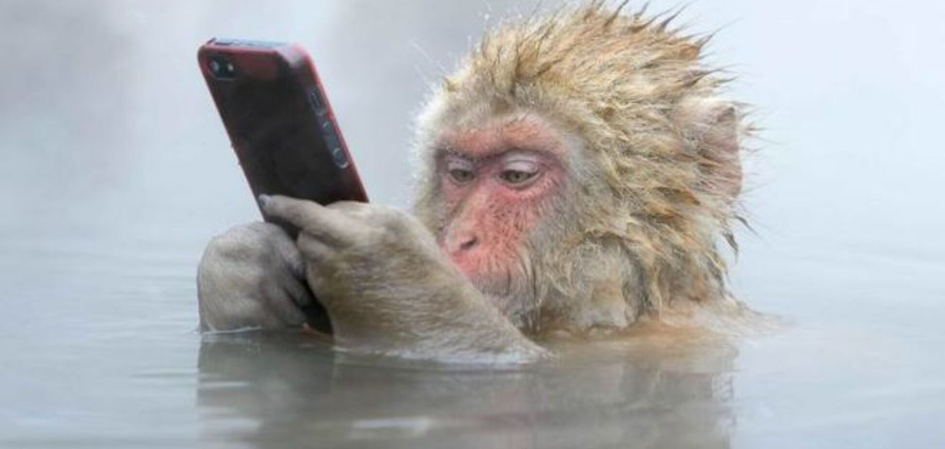 Лучшие фото дикой природы со всего мира за 2014 год