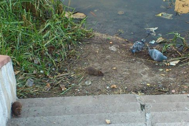 Киевляне жалуются на нашествие крыс: грызуны лезут даже в детские коляски