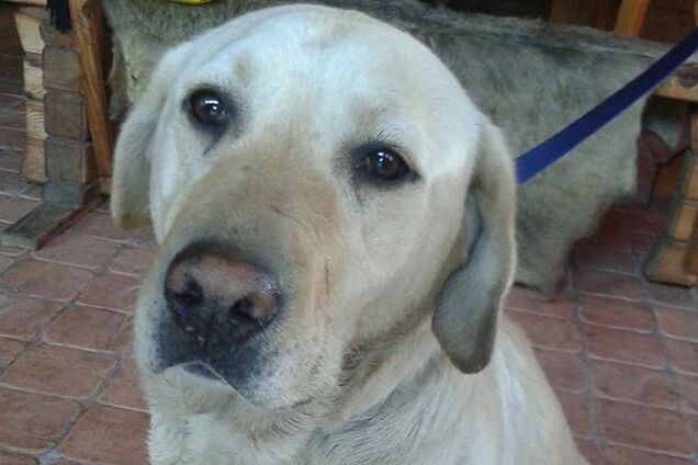 Киевские волонтеры спасают собак и котов из зоны АТО