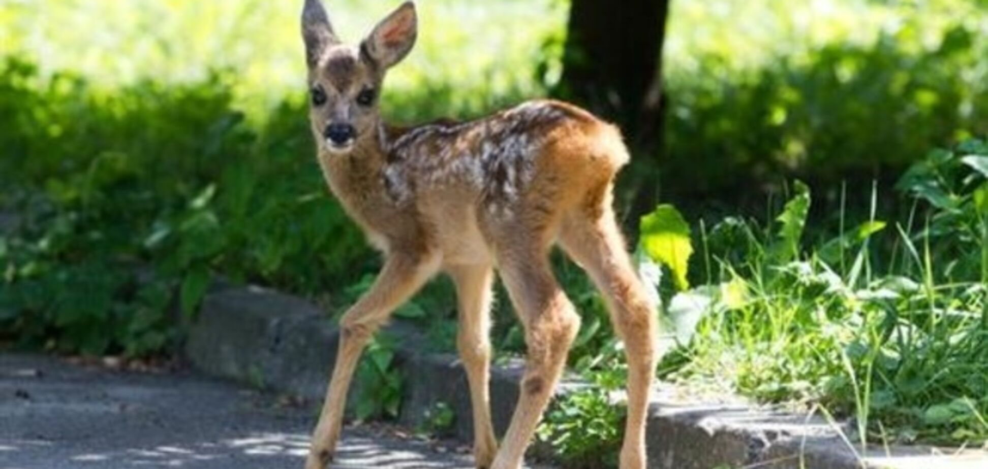 В киевском зоопарке умерла последняя косуля