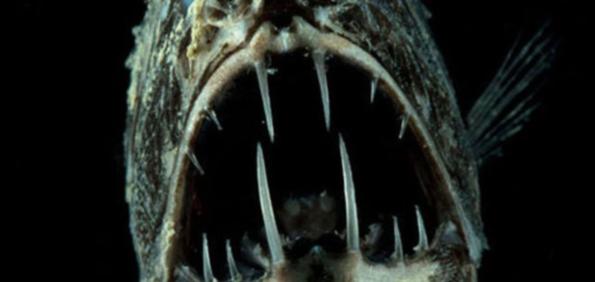 Всемирный фонд дикой природы опубликовал фото самых страшных животных планеты