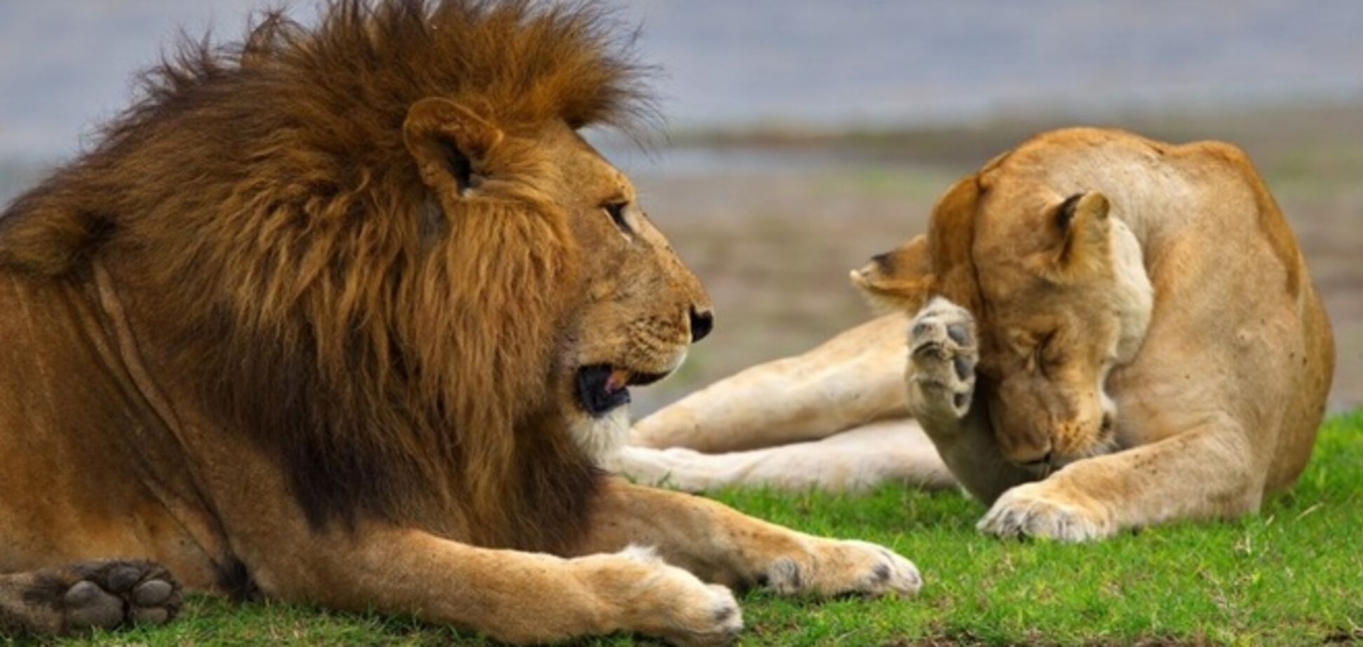 Фото National Geographic за октябрь 2014 года: стеснительный фламинго, скучающий леопард и прочее