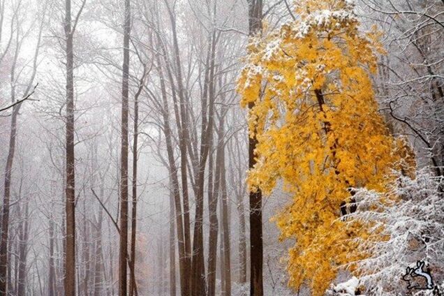 Капризный ноябрь удивит украинцев погодой