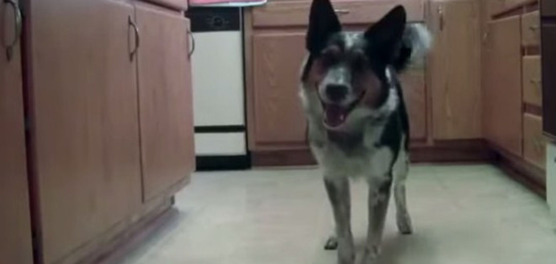 Ваш точно такого не делает: сеть взорвало видео умного пса