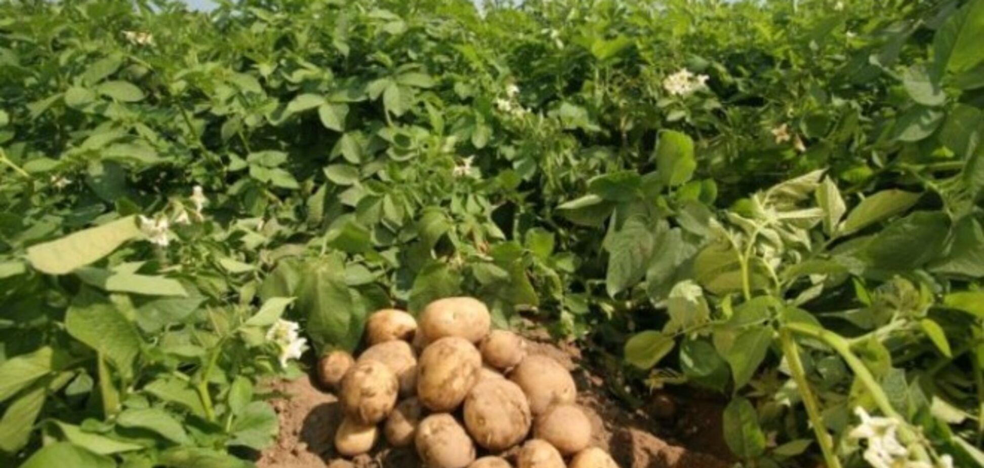 Партия 'ЗАСТУП' способна восстановить традиции украинского села – эксперт