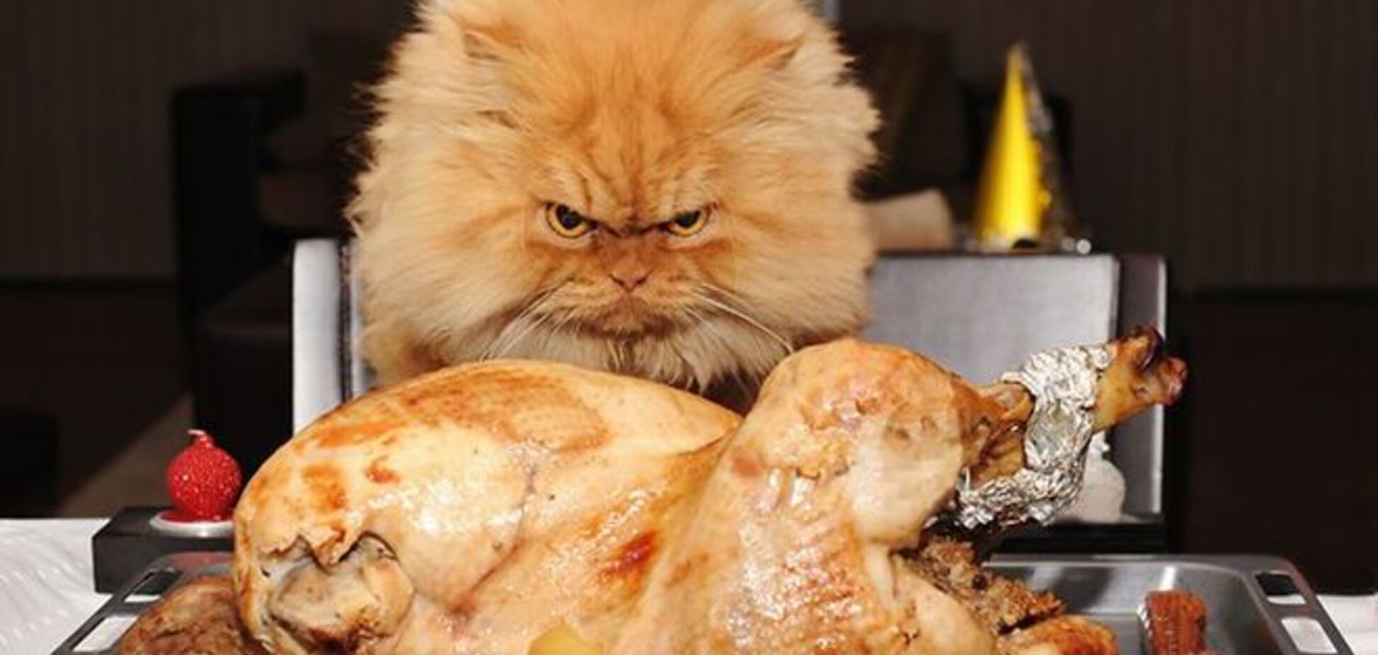 Злобный кот Гарфи - новая звезда интернета