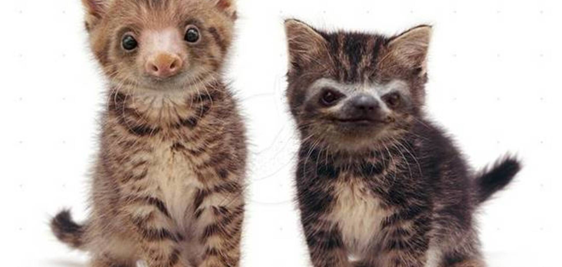 Ленята: что будет если скрестить котят и ленивцев