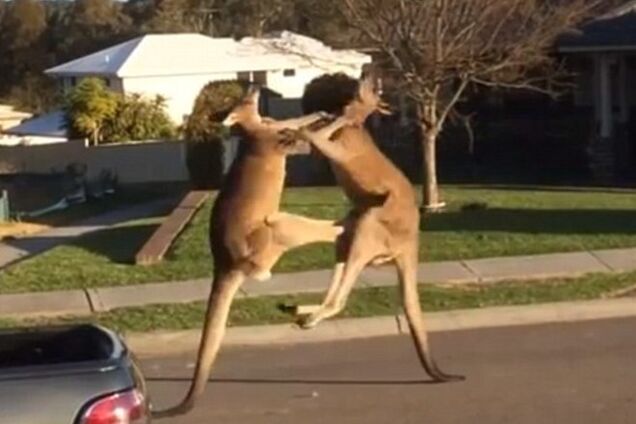 В Австралии кенгуру устроили драку в центре города