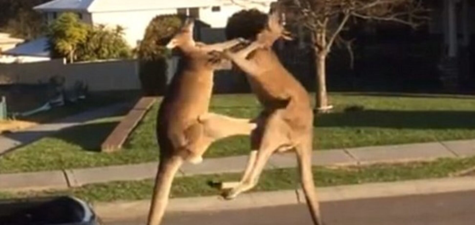 В Австралии кенгуру устроили драку в центре города