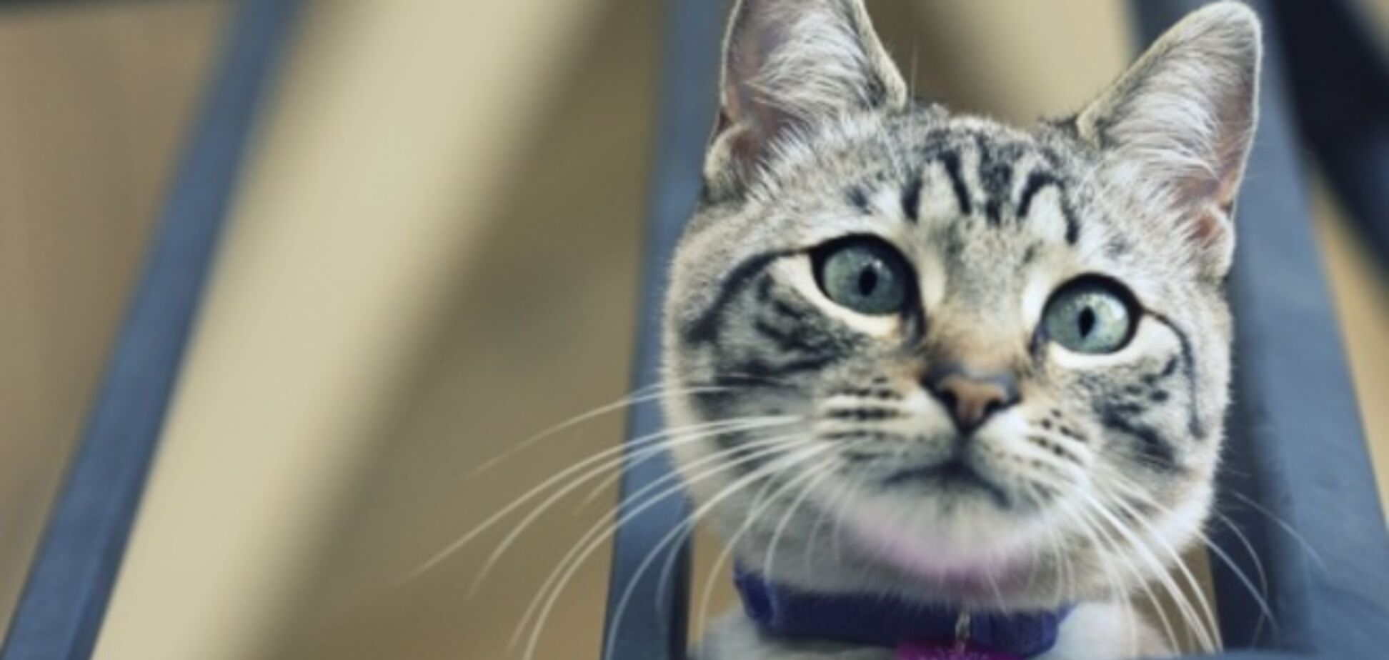 23 веские причины никогда не доверять своему коварному коту