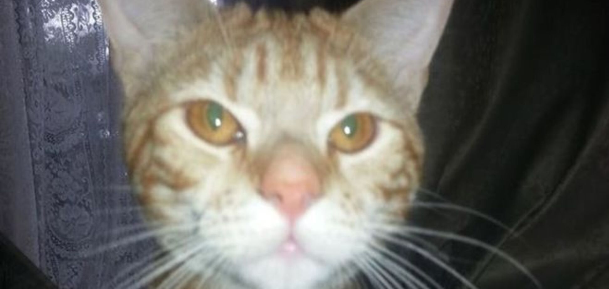 Любящий кот воровал мягкие игрушки для своей маленькой хозяйки