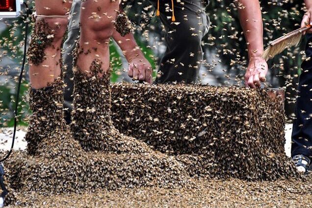 В США рой пчел убил садовника