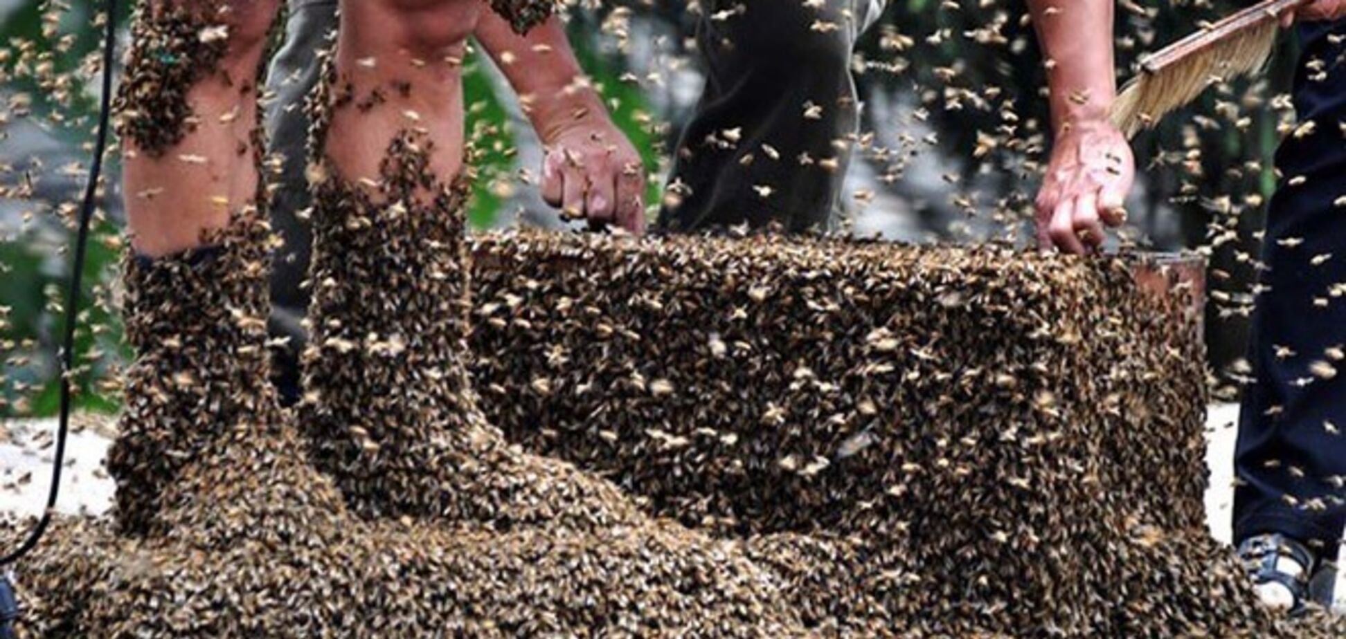 В США рой пчел убил садовника