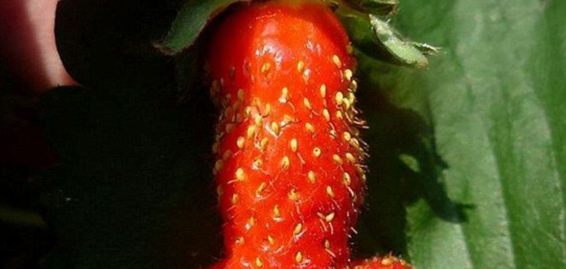 Духовность русского мира: донецкие боевики одинаково любят порно и 'Новороссию': 18+