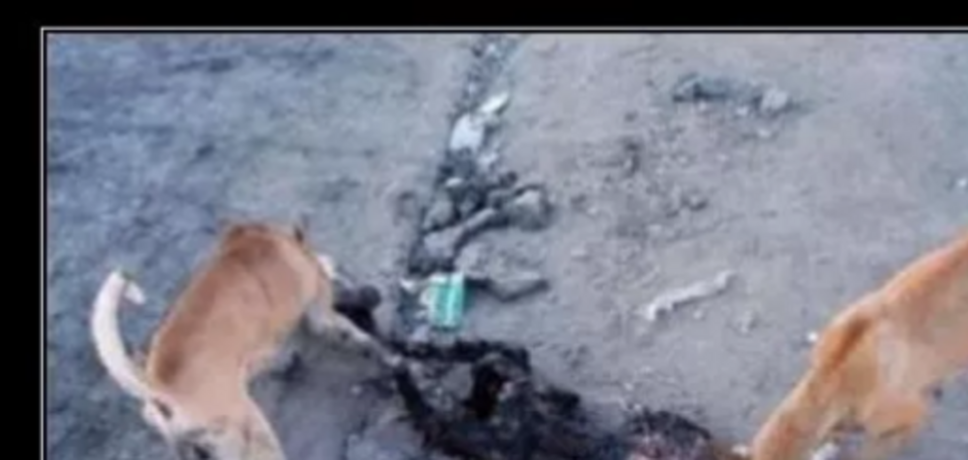 Фото, где собаки обгладывают кости нацгвардейца под Луганском, оказалось фейком