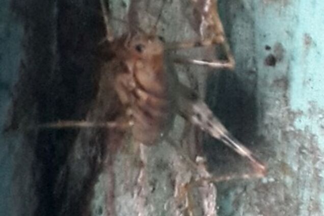 Киевляне напуганы странными пауками: фотофакт