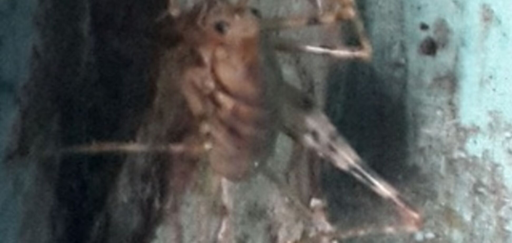 Киевляне напуганы странными пауками: фотофакт