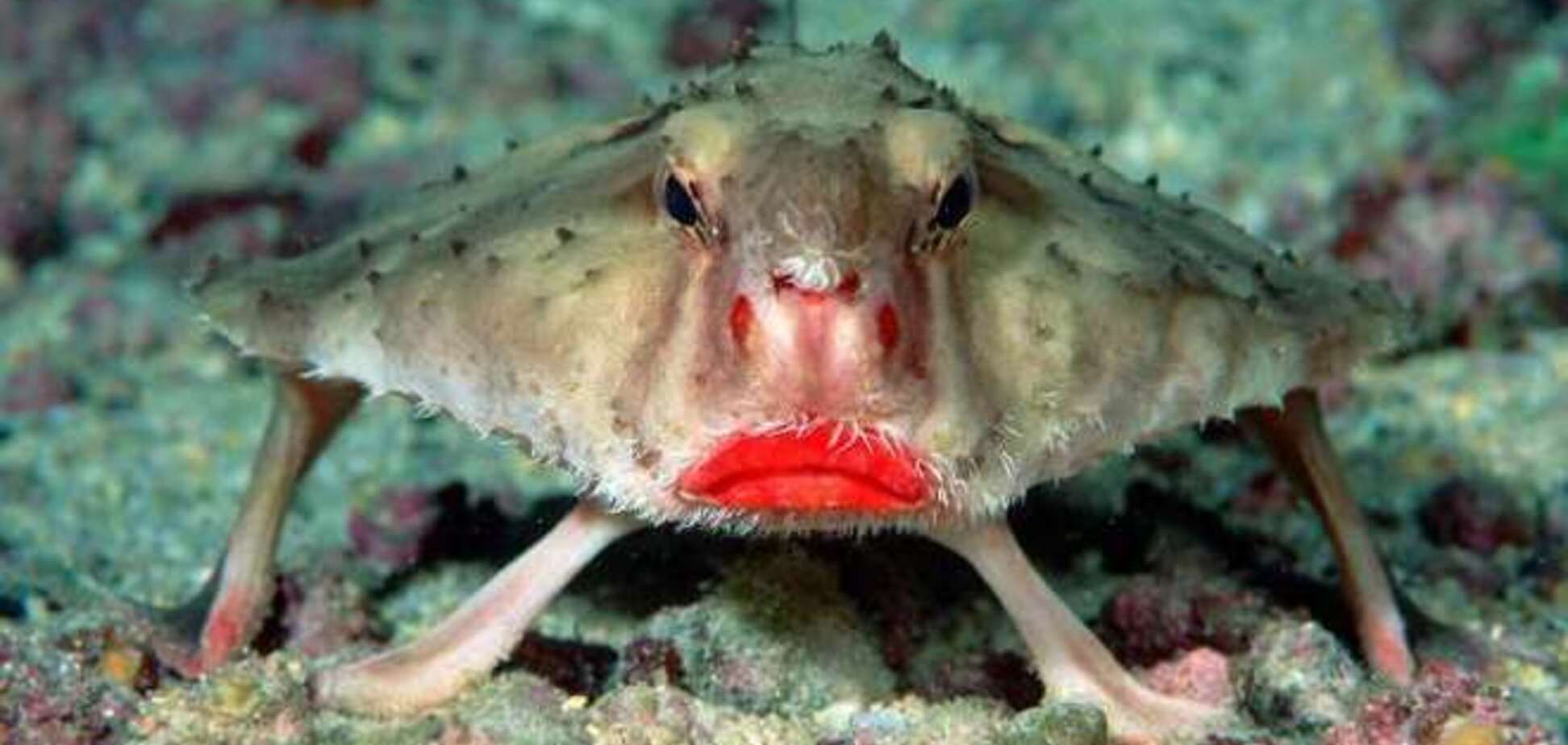 Твари из морского дна, похожие на пришельцев с далеких планет
