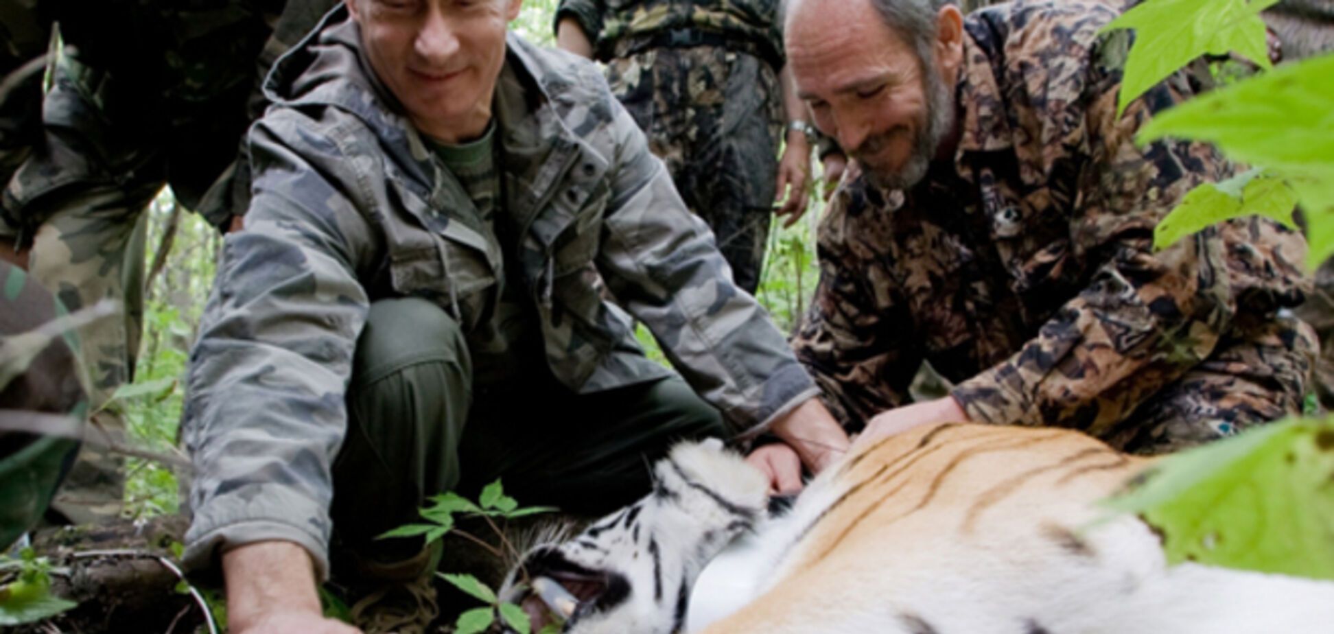 Амурские тигры убежали из России в Китай вслед за путинским тигром Кузей