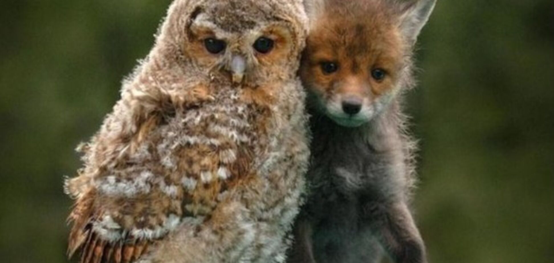 Фото животных, которые учат принимать друзей, какими они есть