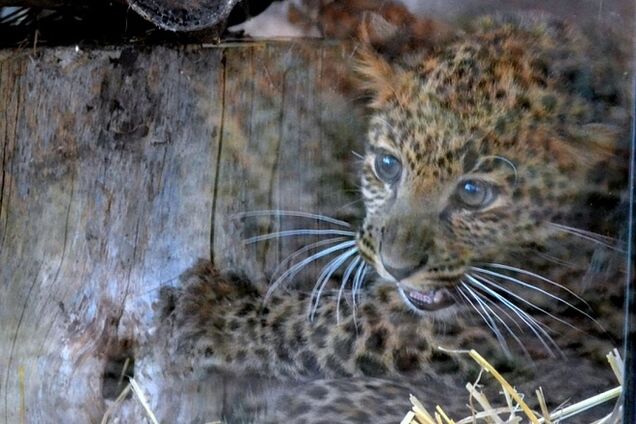 У Черкаському зоопарку з'явилася рідкісна кішка: в живій природі їх залишилося всього 30