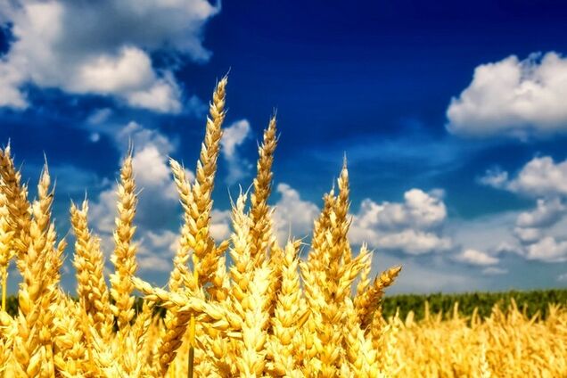 Почему украинцы рискуют потерять Родину