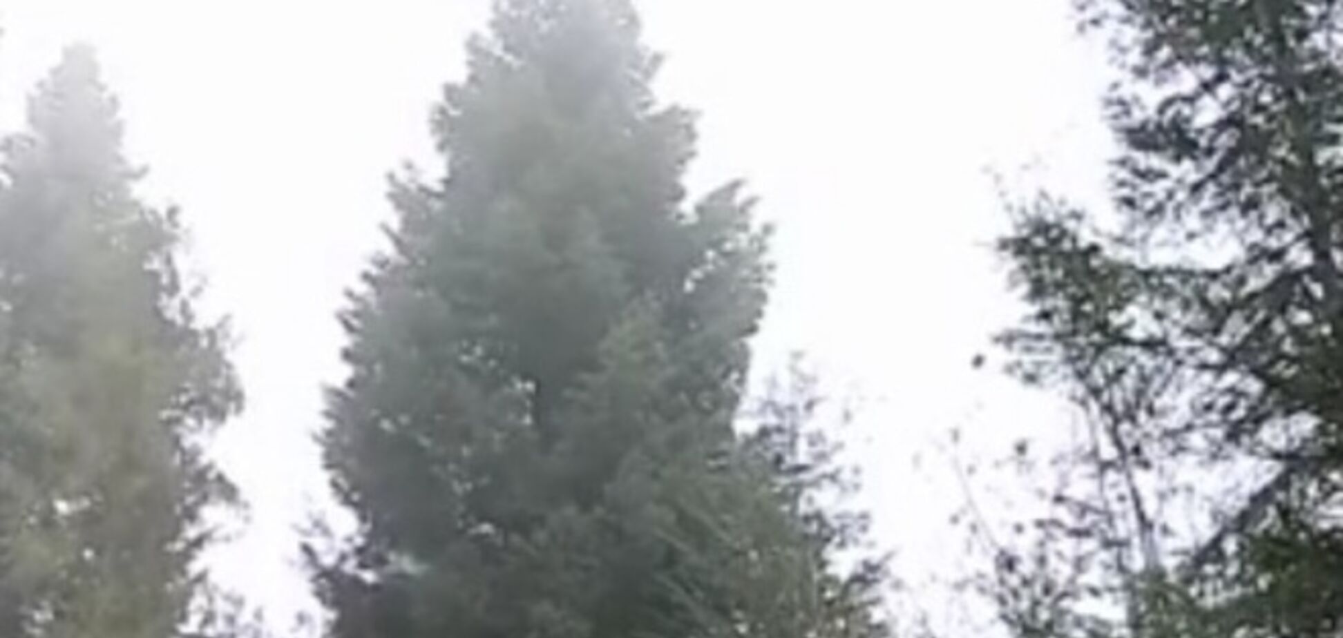 В Киев на Новый год привезут 80-летнюю елку