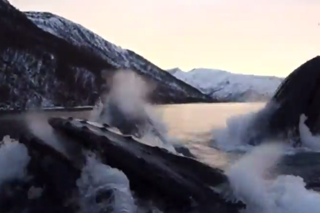 Киты-затейники перепугали норвежских рыбаков: опубликовано видео