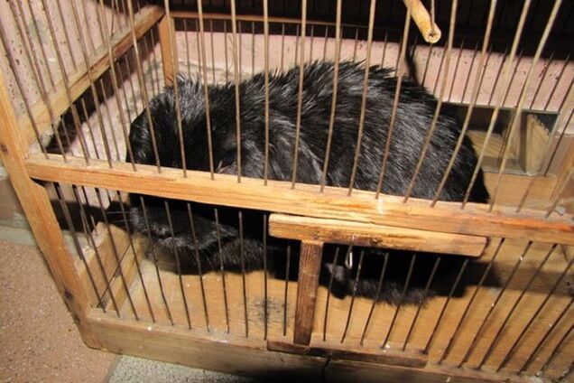 В Киеве на Троещине нашли кролика-беглеца