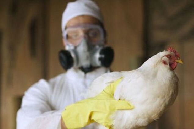 В Голландии из-за вспышки птичьего гриппа уничтожат 150 тысяч кур 