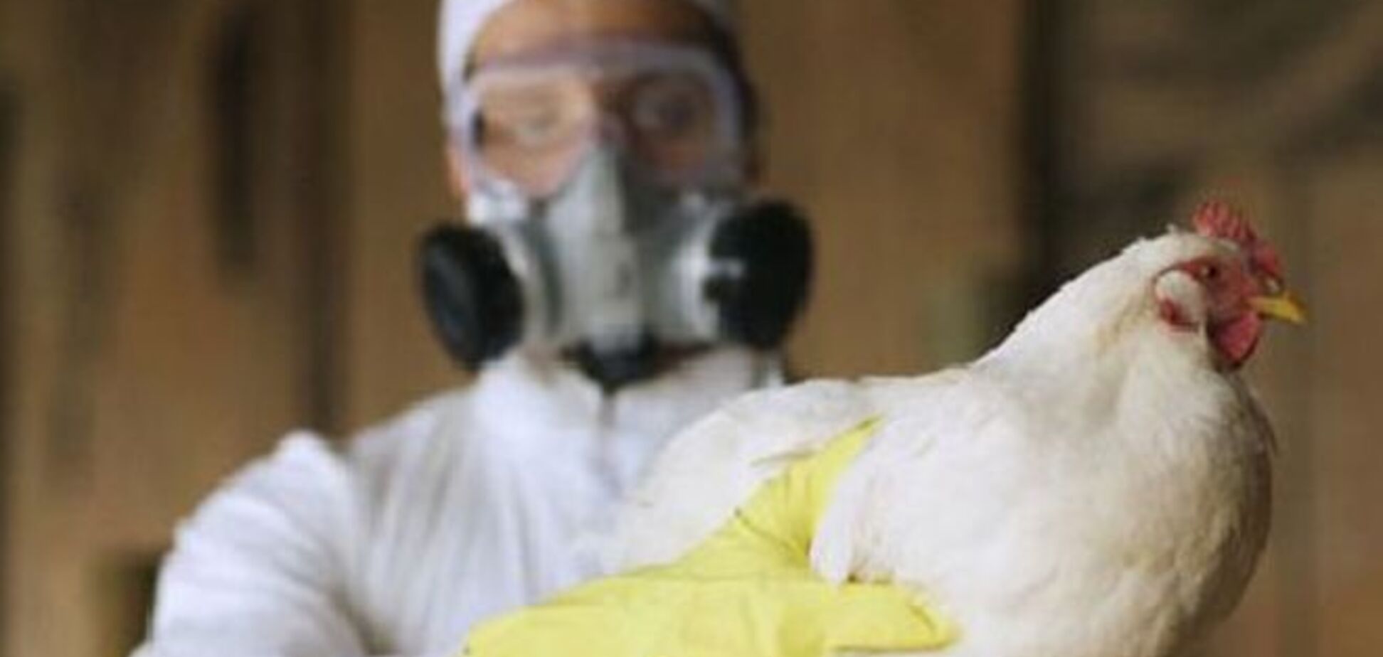 В Голландии из-за вспышки птичьего гриппа уничтожат 150 тысяч кур 