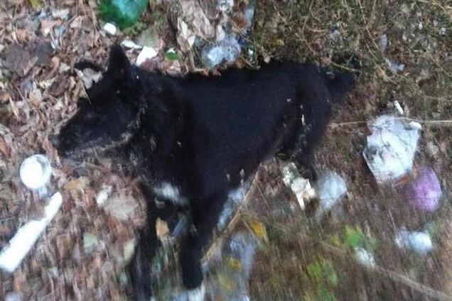 В Киеве неизвестные массово отравили бездомных собак