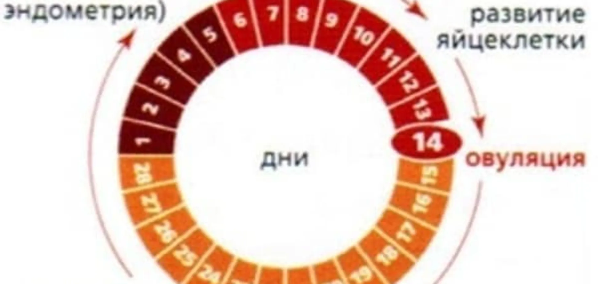 В какие дни можно забеременеть, а в какие нельзя?