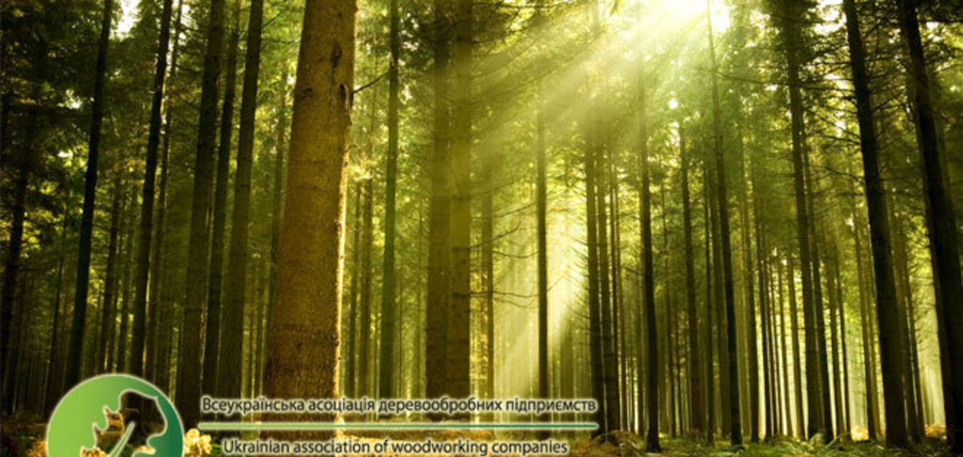 Куда уходит лес