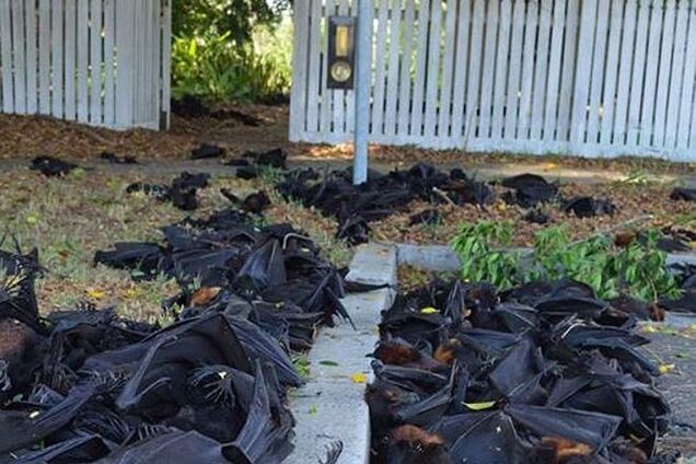 В Австралии массово гибнут летучие мыши: улицы завалены трупами животных