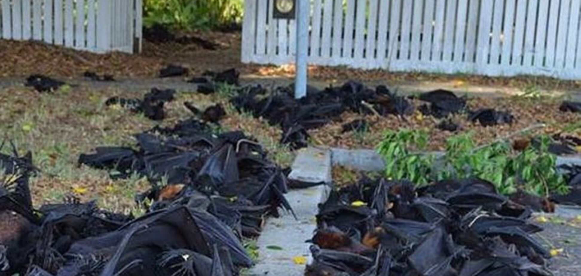 В Австралии массово гибнут летучие мыши: улицы завалены трупами животных
