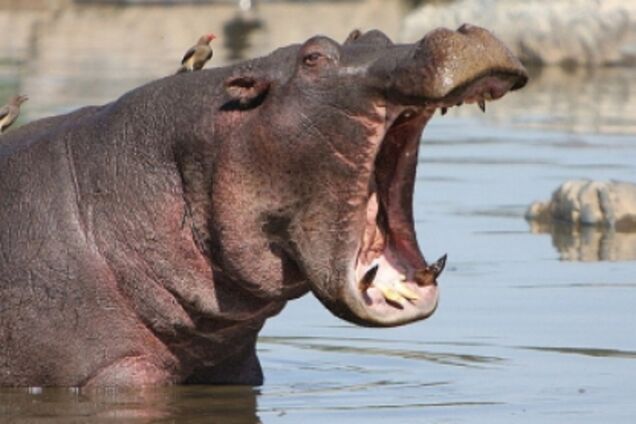У Нігері бегемот убив 12 дітей і дорослого