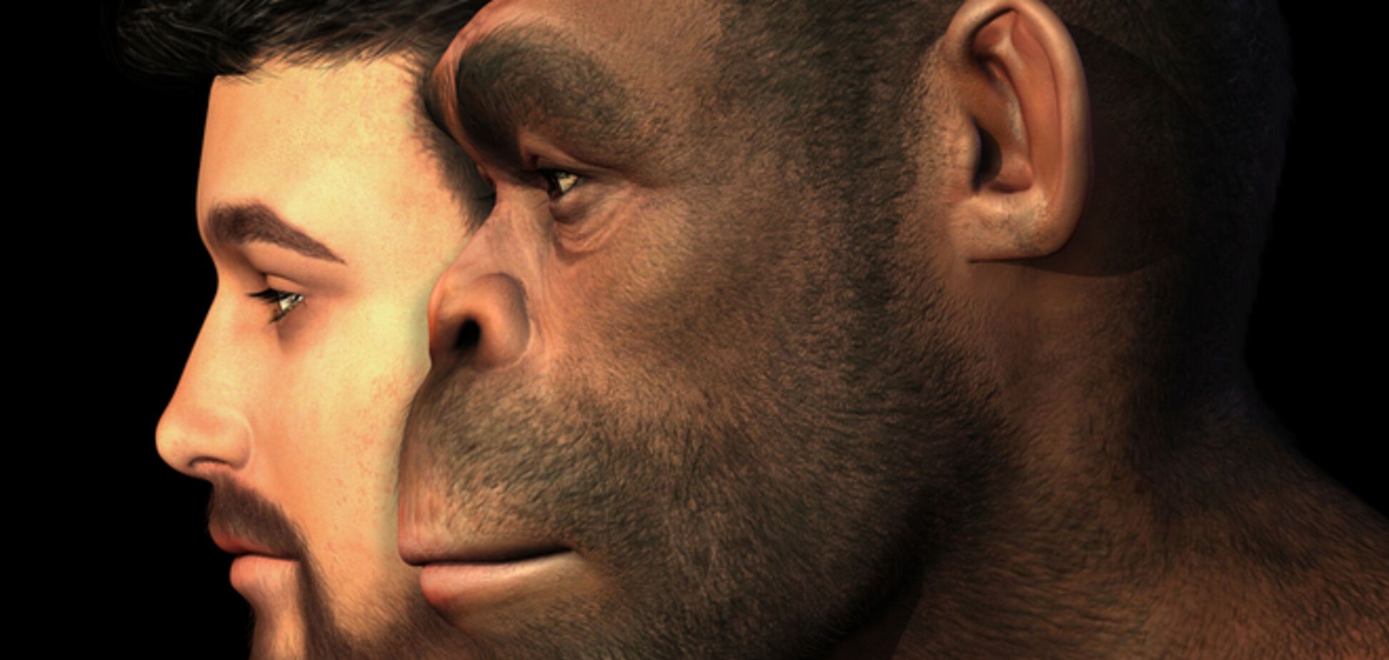 Антропологи опровергли происхождение современного человека от неандертальца