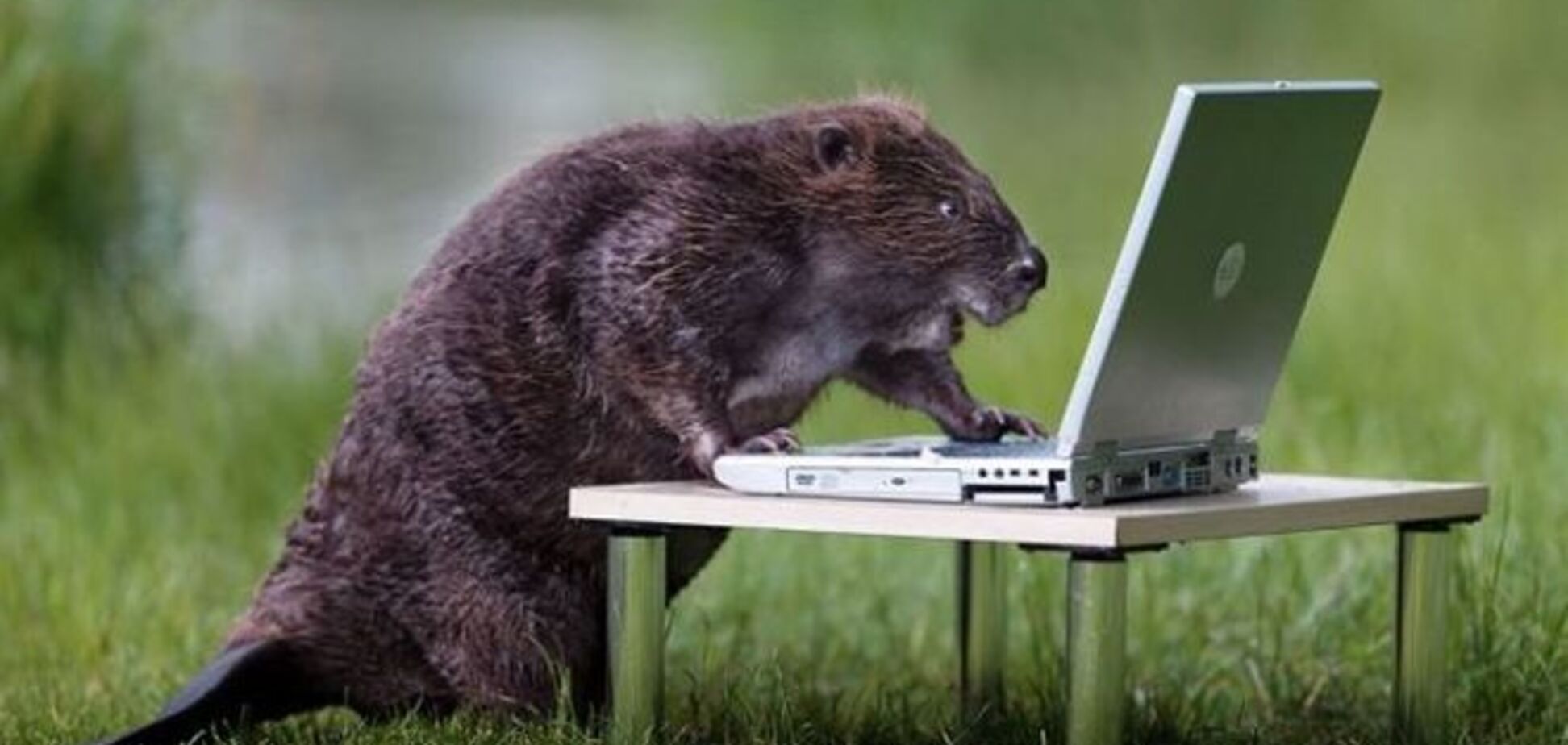 Цей божевільний світ. Московський департамент 'усиновив' бобра