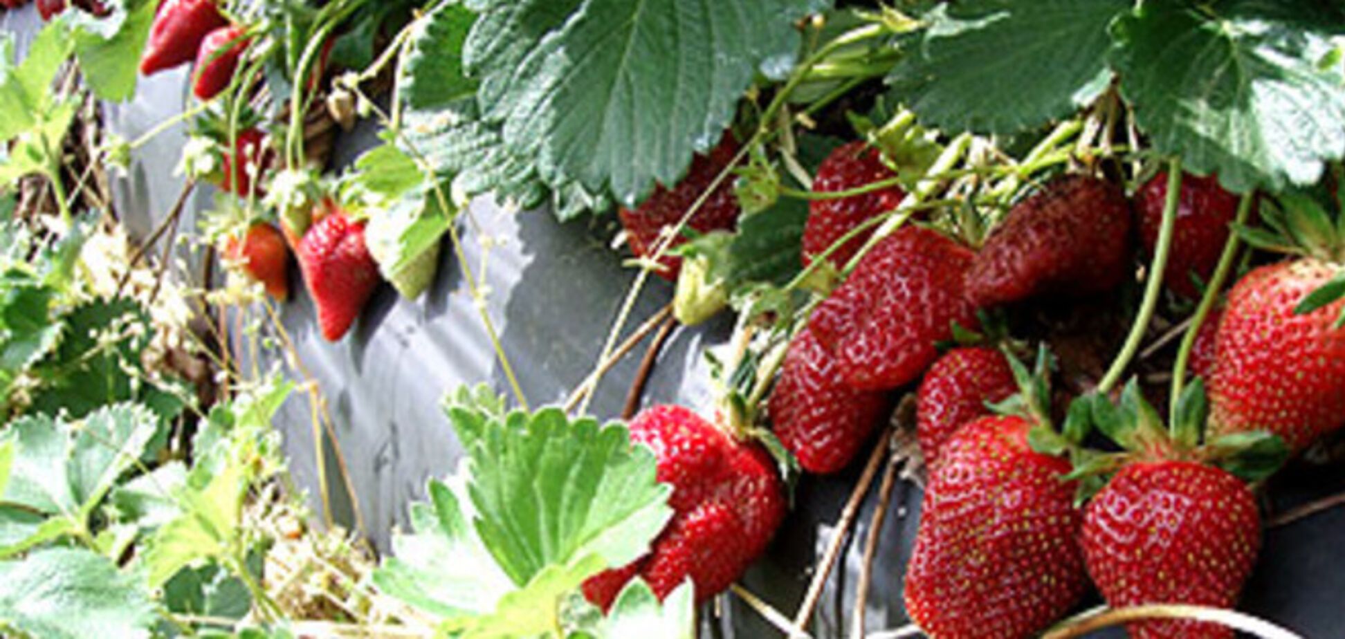 Iсторія про полуничку в час війни