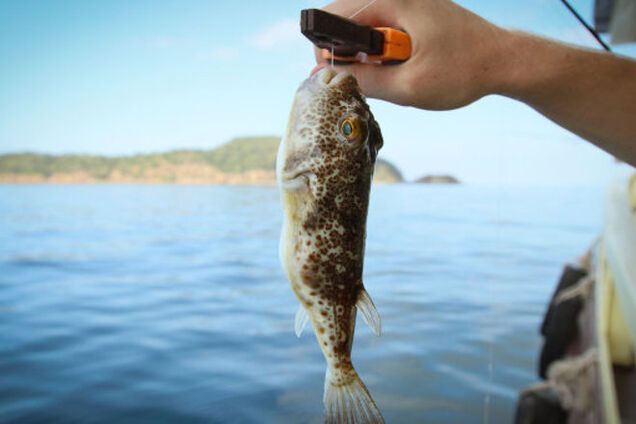 У Криму з моря вперше виловили загадкових отруйних риб: опубліковано фото