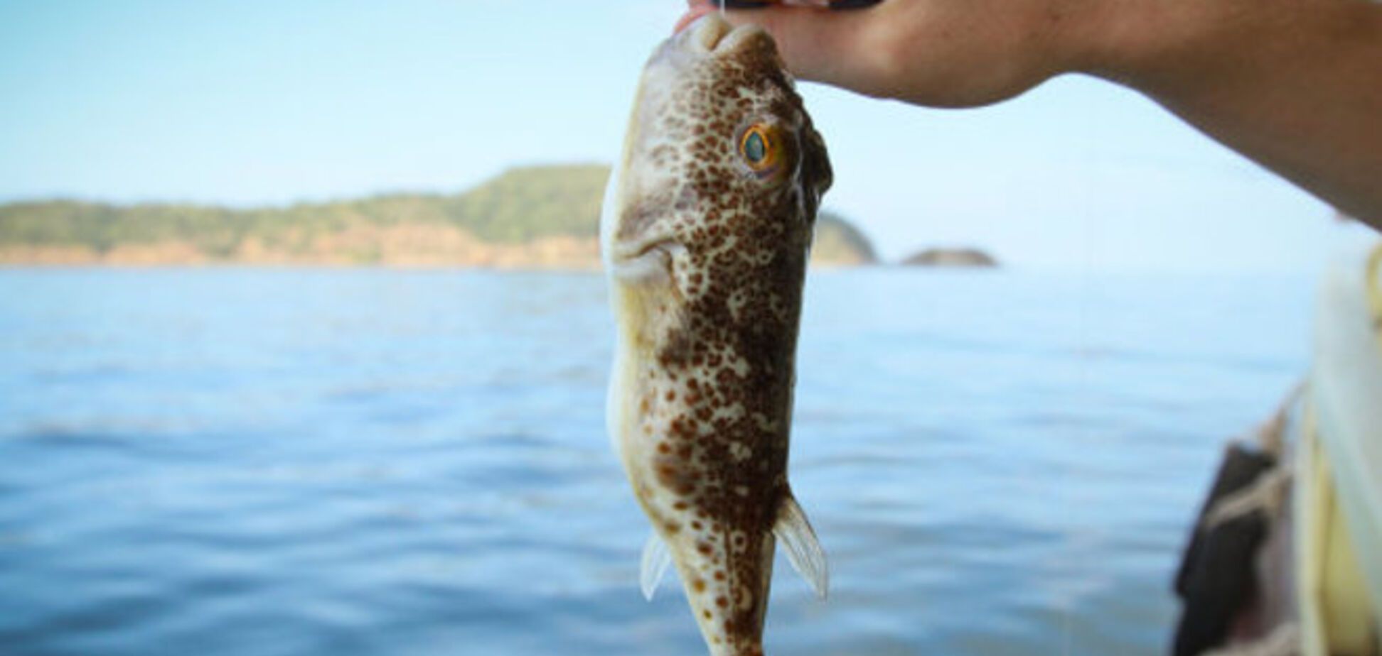 В Крыму из моря впервые выловили загадочных ядовитых рыб: опубликованы фото
