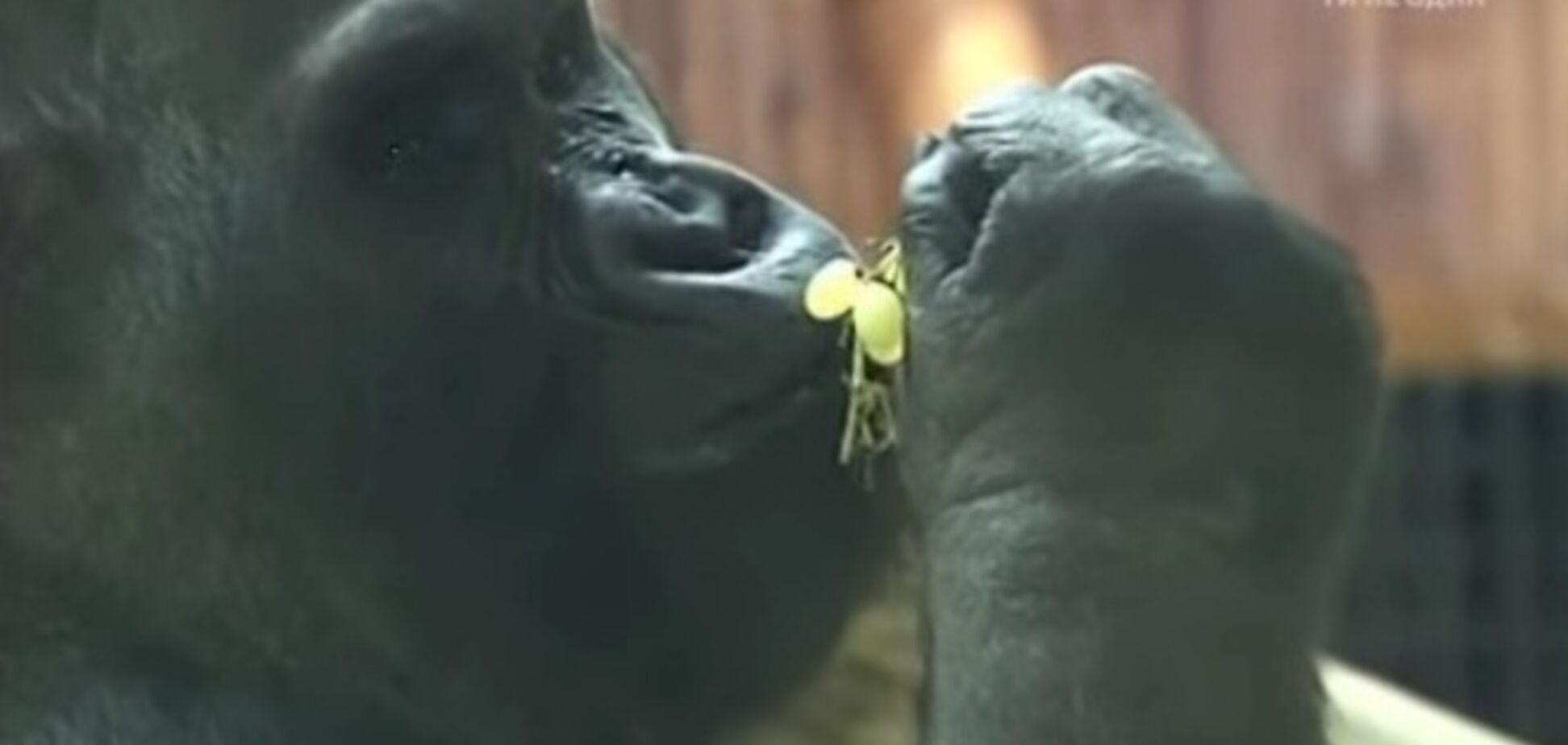 40-летняя горилла из киевского зоопарка празднует новоселье: опубликовано видео